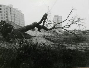 Plzeň - Vinice, na zeleném drnu vyrůstá velkokapacitní panelové sídliště /pohled od Kojeneckého ústavu/ (1988)