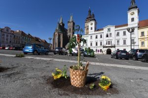 Na Velkém náměstí v Hradci Králové vykvetly květiny