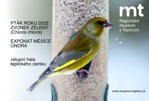 Exponát měsíce února 2022– Zvonek zelený (Chloris chloris)