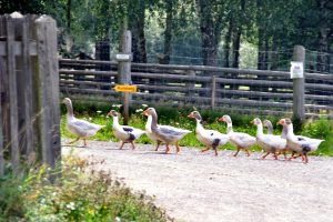 Na procházce skanzenem