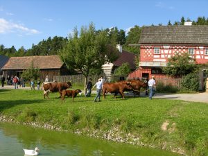 Hornofalcký skot ve skanzenu