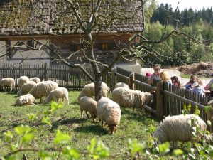 Ovce v Hornofalckém skanzenu