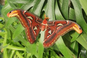 Attacus atlas