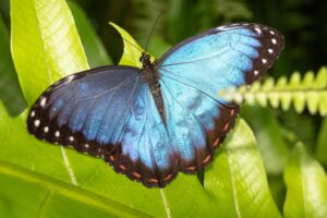 Morpho 