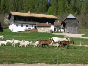 Statek Kolbeckhof se stádem koz